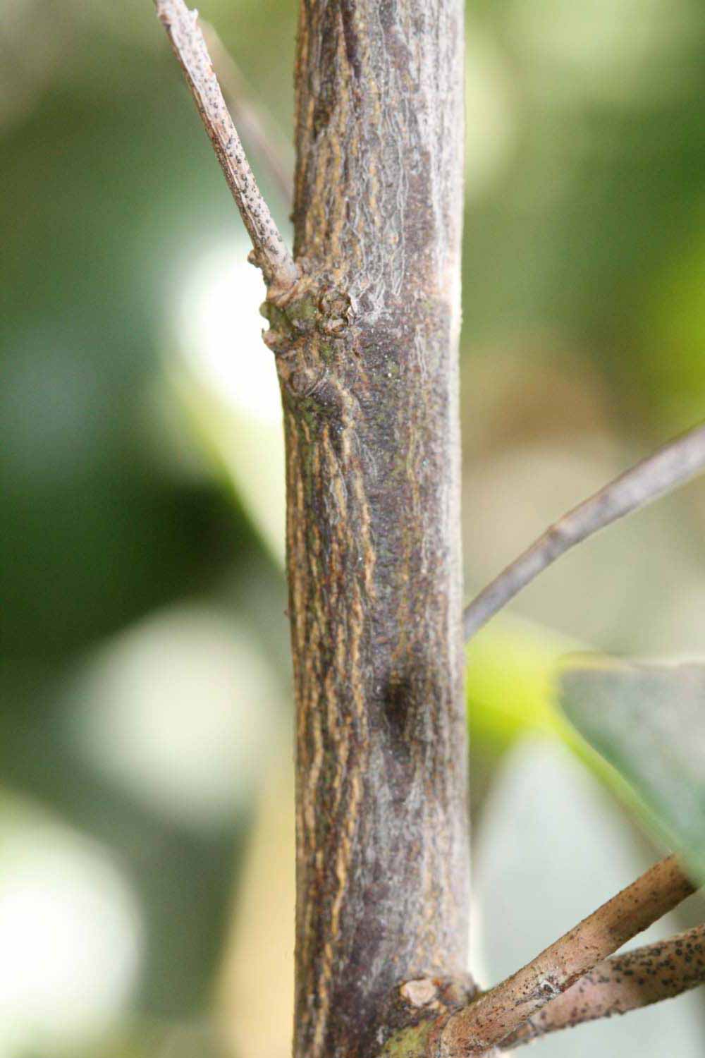              Second - third year twig (Riverside,   CA)       